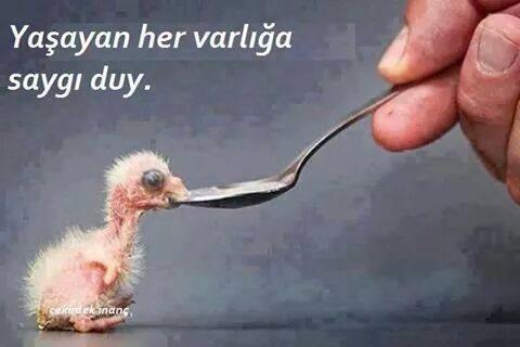 haysevder's tweet photo. #hayatasaygıduy #haysev http://t.co/RfjjnJsDFM