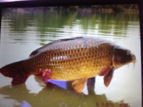 MarkSallis1's tweet photo. 48lb 6oz common http://t.co/13EEkw0DfO