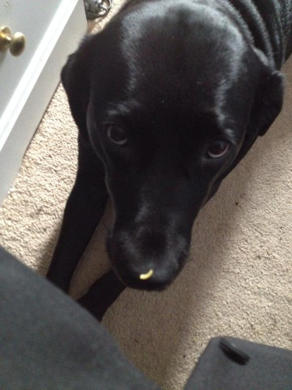JimJam1312's tweet photo. My dog had noodle on her nose, I love how dumb she is http://t.co/i5izwqGgtt