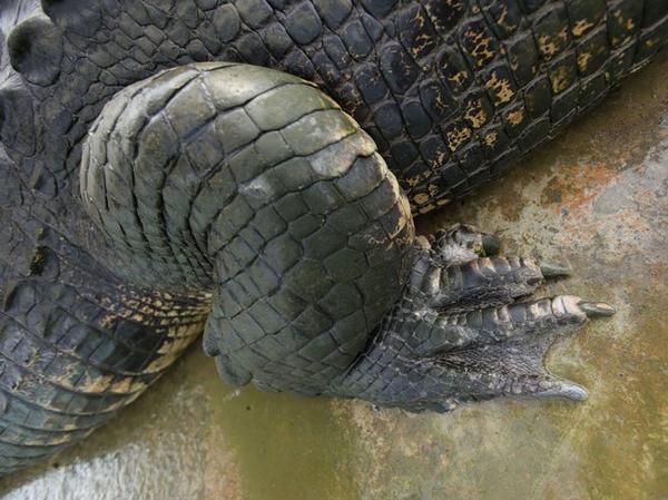 NatGeoAnimals's tweet photo. What big feet you have! #MonsterCrocHunt at 9/8c http://t.co/RCI45VIxMS