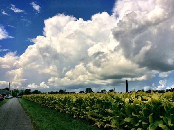 pamontheway's tweet photo. Tobacco Cuttin' Time. Hope storms hold off! @Kentuckyweather #GarrardCounty #explorekentucky #kentucky #photography http://t.co/4tqR76NSz0