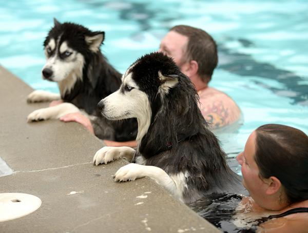 EdmontonHumane's tweet photo. Pooch &amp; People Paddle -- Sat Sept 6 @ Oliver Pool! Here are some shots from last year's event #tbt #yeg #yegpets http://t.co/QbVJ6aH1ID