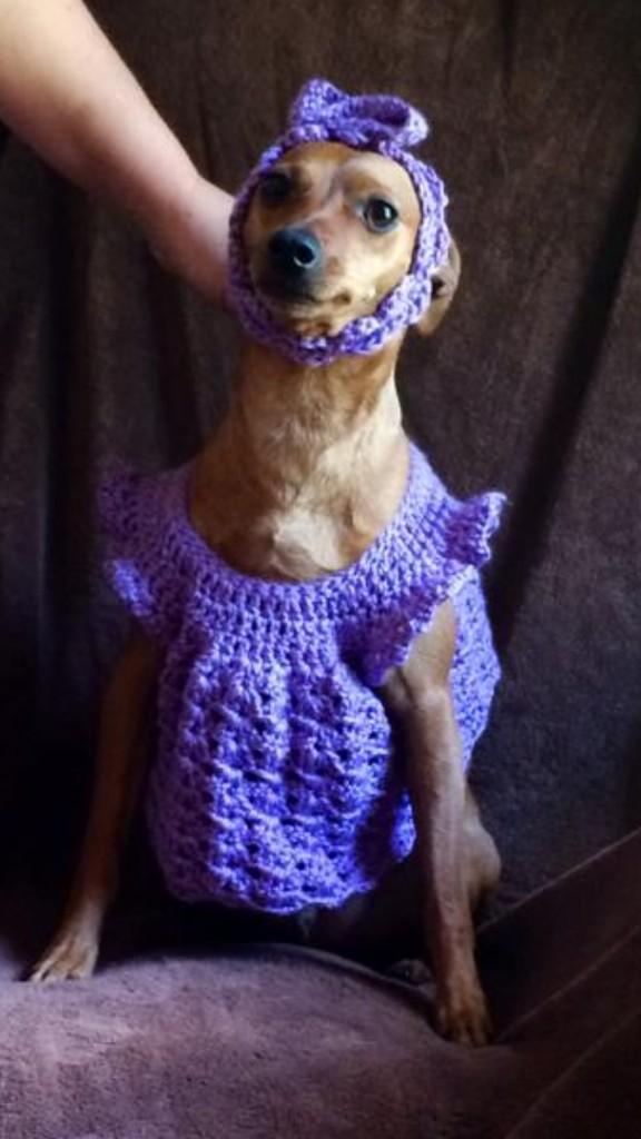 BuddyTheMiniPin's tweet image. Now she puts me in a dress!!! #OMG help!!! #pets