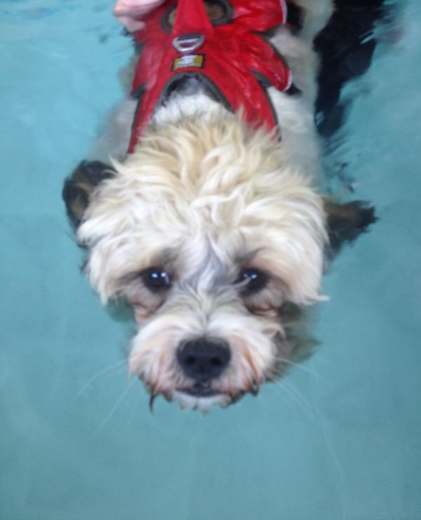 AngieNewson's tweet image. Busy day swimming! #athleticdog #fit #healthy