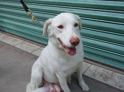 RescateAnimal's tweet photo. Se perdió en Col. Prensa Nacional (AZCAPOTZALCO), trae un paliacate rojo y collar, es temerosa. Inf. a: 55-86-20-83. http://t.co/zN3e00Mq1p