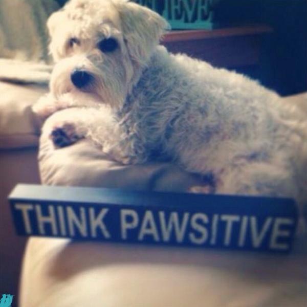 ScootytheGhost's tweet photo. @Jasper_Vieira yo jasper I would love to hang out with you. I'm a #therapydog who spreads #PAWsitivity with my mama. http://t.co/eA1QDPezjg