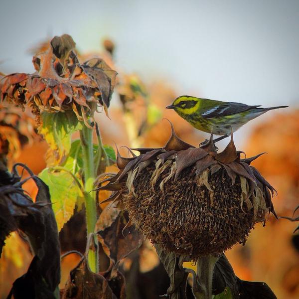Last day of #fieldwork in the sunflower fields: depressed-looking sunflowers and Fall migrants <a href="/sara_kross/">Sara Kross</a> <a href="/Burnabea/">Breanna Martinico</a>