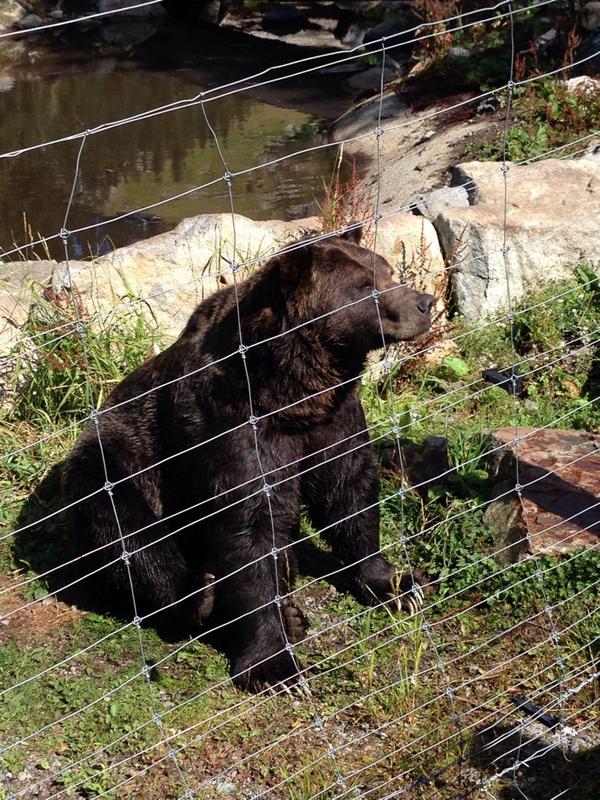 GarryStern's tweet photo. A bear experience#nervous http://t.co/37g3kEezah