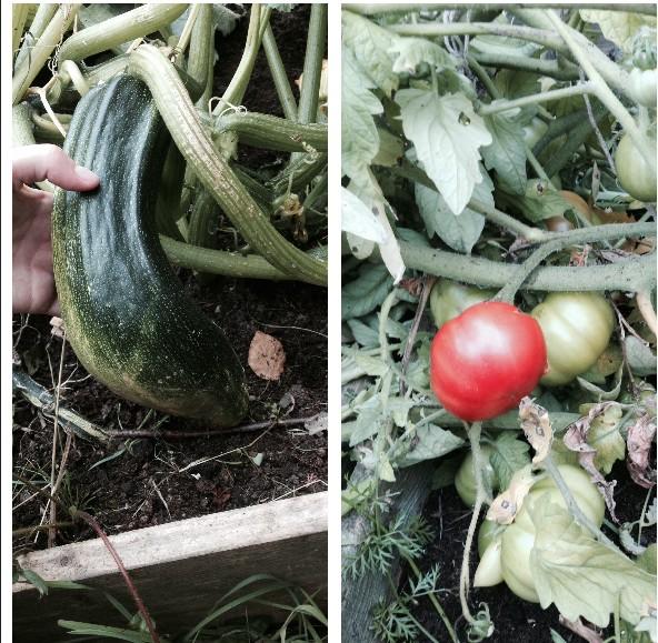 Our veggies are growing #earlyyears #preschool #eyfs