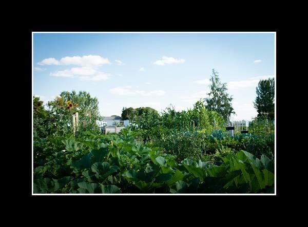MrnvlleGardens's tweet photo. So proud of our gardens this year.  #goodgrowing #communitygardens http://t.co/OZyzgBJaVI