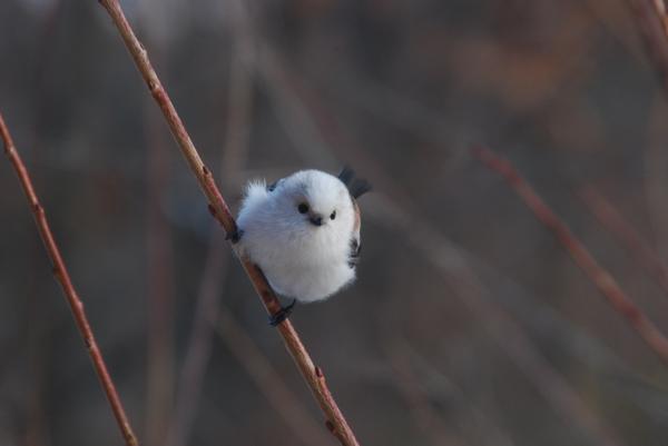 シマエナガbot tweet media