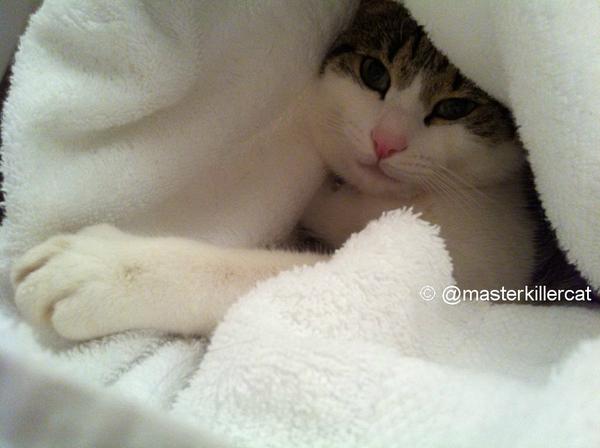 masterkillercat's tweet image. Thanks so much #friends Master is on recovery, can eat and has no more fever today. #happy #cats &amp;lt; #hugs #love all