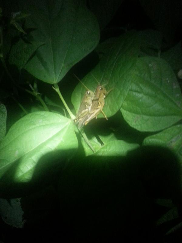 LearningAsWeGro's tweet image. This does not give me a happy feeling. #ipm #organic