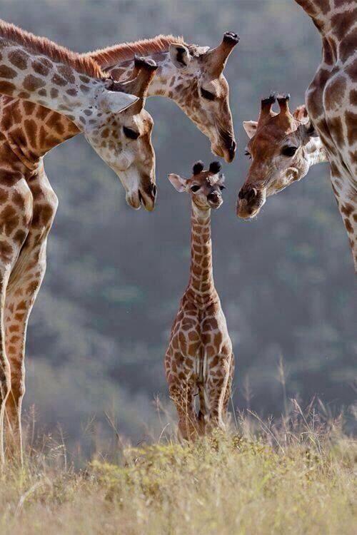 mokaac's tweet photo. Our magnificen earth! How awesome!!! | @aveirjapan
~ #photography #magnificentearth ~ http://t.co/SZwN8LwwTy