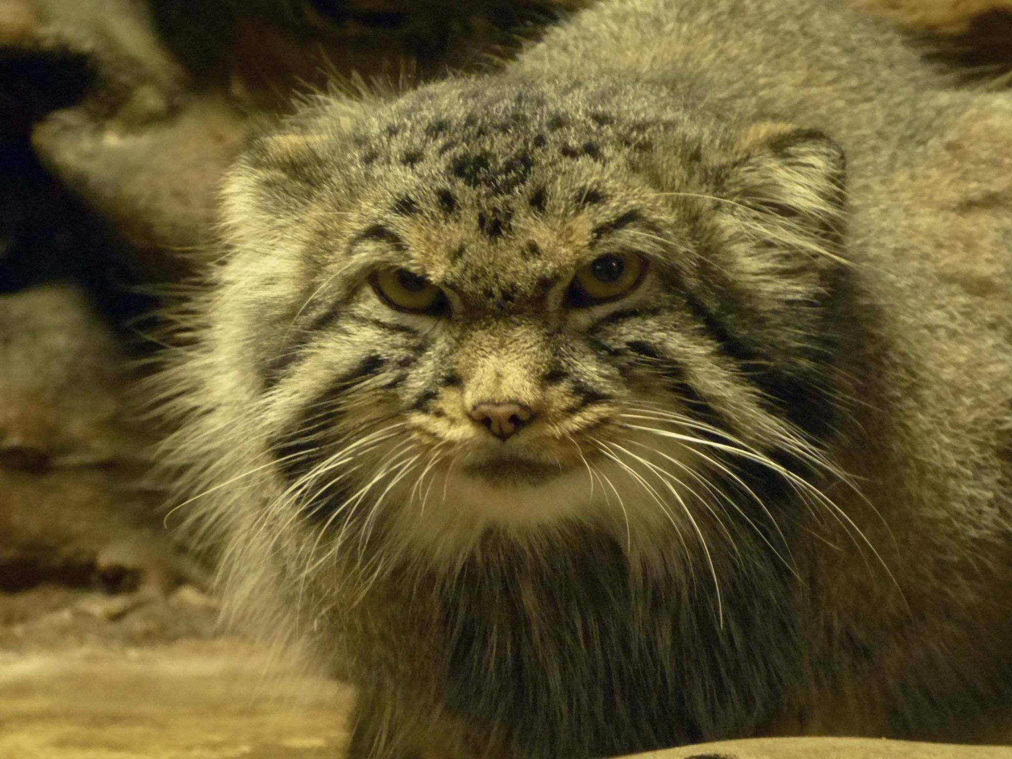 توییتر 上野動物園 公式 در توییتر ここは 小獣館 しょうじゅうかん 上野動物園の小宇宙 ミーアキャットにアルマジロ ハダカデバネズミにマヌルネコ 他にもまだまだ フシギで奥深い動物たちがいっぱい でも 館内は写真家泣かせのうす暗さ よい写真が