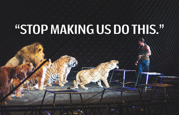 peta's tweet photo. If u were kept in a tiny cage &amp; HIT WITH STICKS 2 perform, you'd be pretty angry too.

RT if u agree! #LiveAtRingling http://t.co/G6869tzH3B