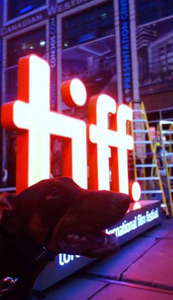 Matt_James_I's tweet photo. Duke right in the middle of the action  @TIFF_NET @The_Hydrant 
#TIFF #HydrantCrew http://t.co/79PsQsHmkm