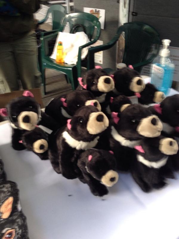 bondigal's tweet photo. The critters you meet in Martin Place #devilArk #Sydney #tassiedevil http://t.co/OA66TkGiaC