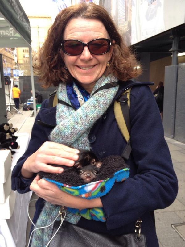 bondigal's tweet photo. The critters you meet in Martin Place #devilArk #Sydney #tassiedevil http://t.co/OA66TkGiaC