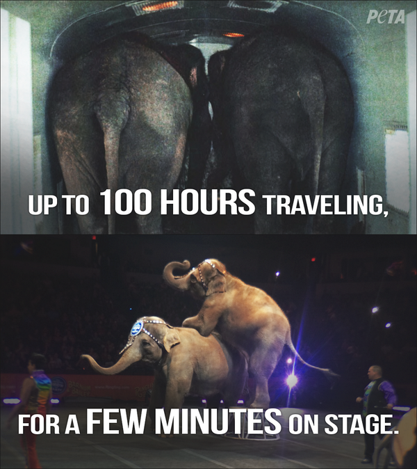 peta's tweet photo. Time spent IN CHAINS 4 transport: Up to 100 HOURS STRAIGHT

Time on stage: A FEW MINUTES

#LiveAtRingling http://t.co/aSHrrVYzPY