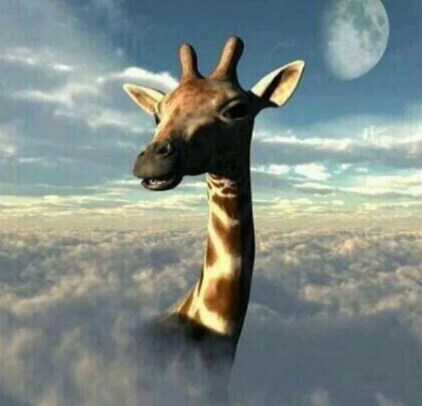 StonersGTLife's tweet photo. If you drink mango juice while getting high it enhances the effects of the THC and you may end up like this http://t.co/xRwyxZUVz2