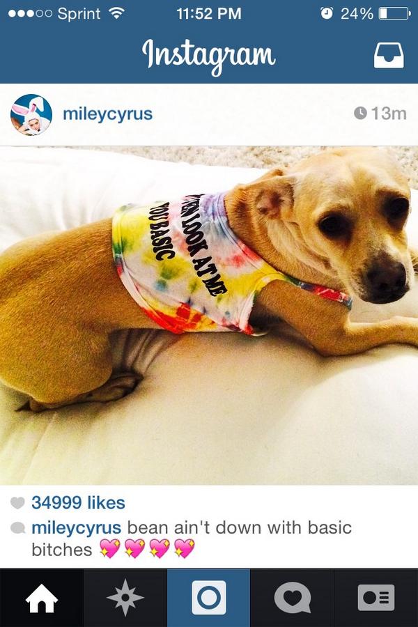 tjcouls's tweet image. Miley's dog has my back too! #callingallbasicbitches @Emmarosek_17 @cora21__ @OliviaMariek @annabelk13