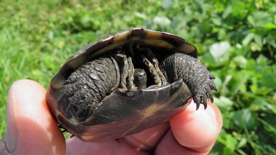 ウンキュウ イシガメ クサガメと交雑種の特徴 見分け方