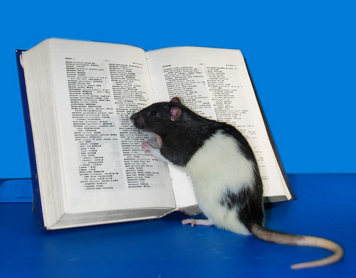 PenguinUKBooks's tweet image. Does anyone have any especially ambitious reading plans this weekend?