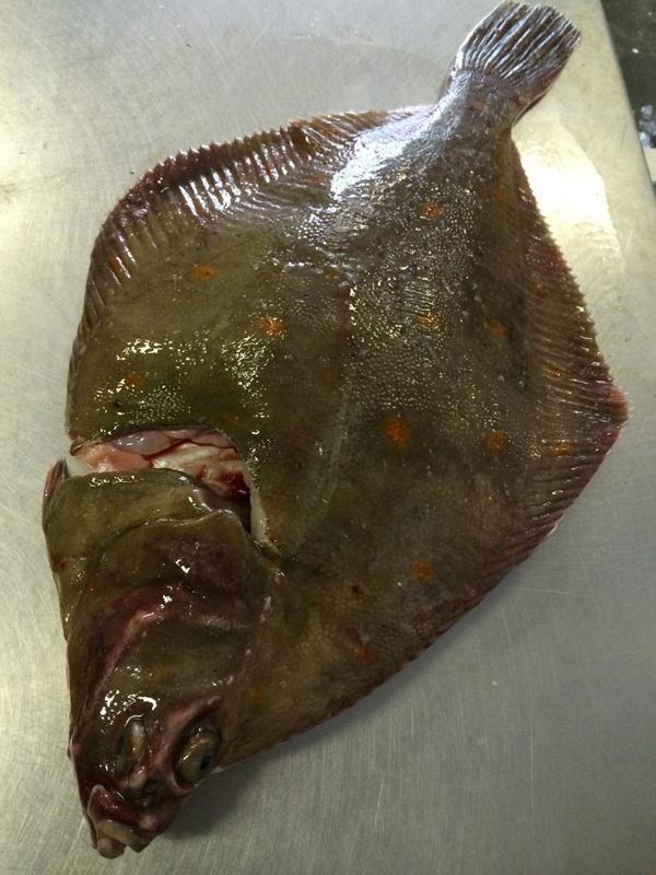 2,7 kg
