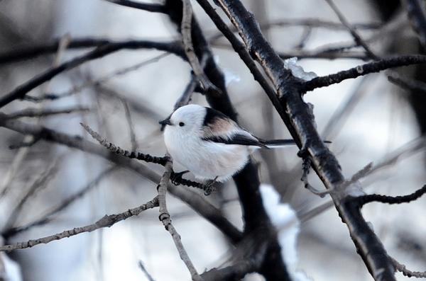 シマエナガbot tweet media