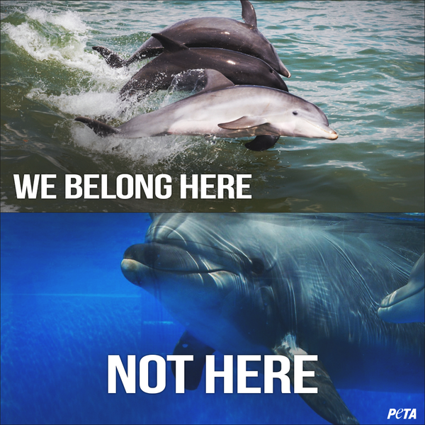 peta's tweet photo. ICYMI: #ClearwaterAquarium DROPS animal performances: http://t.co/kQWYylzAf8

RT if u think ALL marine parks should! http://t.co/JP8Psjk8yZ
