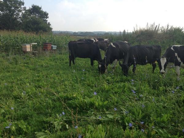 <a href="/BEELINEHFC/">Beeline Honey</a> Land of milk and honey !