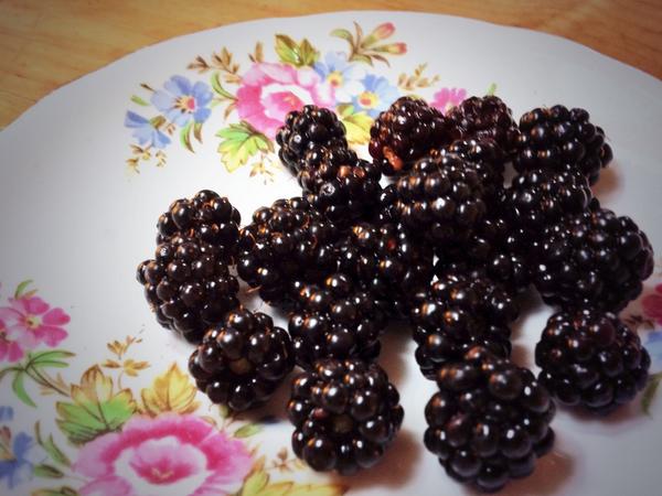 How glorious to make films at 1A, right where nature offers these wee beauties #omnomnom #cityaintgotnothin #foraging