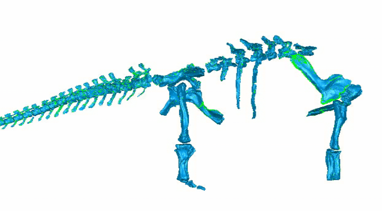 dreadnoughtus fossil