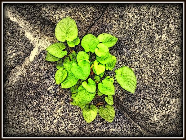 石垣盆栽    Tiny green on the stone wall                  kissy-g.blogspot.jp/2014/09/blog-p… pic