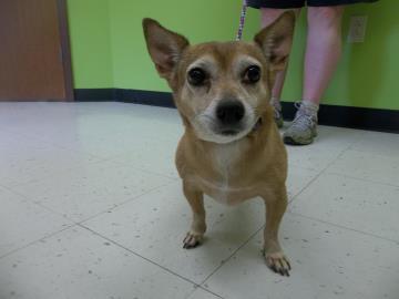 MiraclePaws8's tweet image. Check out our feature dog of the day. pawsaroundtheworld.blogspot.com #dogs #adoption #adoptdontshop