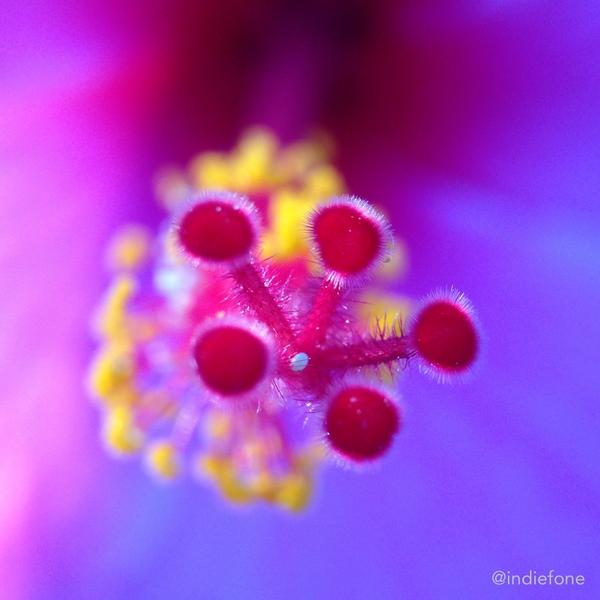 indiefone's tweet image. Hibiscus stem photo shot with an iPhone 5 using @olloclip #macro #lens - #iphoneography by @indiefone #luisjuarez