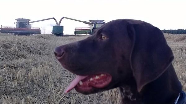 Three Lexions in a field #harvest2014