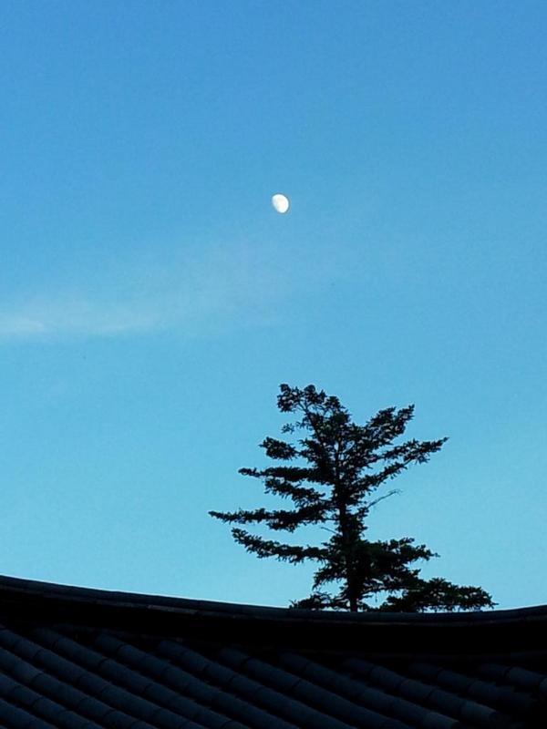 pagyesa's tweet photo. 달과 나무의 어울림...하늘공간의 여백때문 일런지요?! http://t.co/XjDHna3FPu
