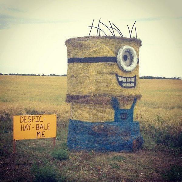 Despic Hay Bale me #lol