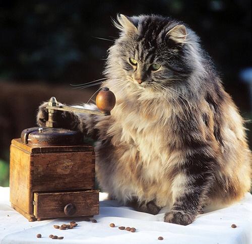 Elverojaguar's tweet image. 