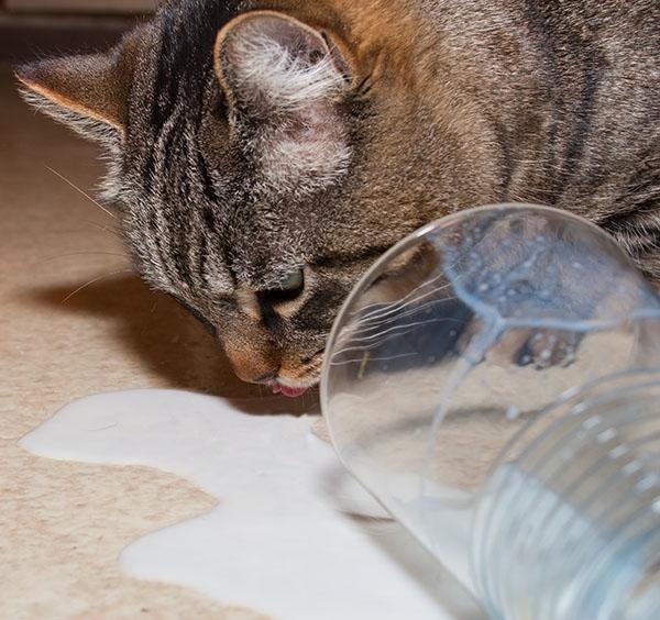 Frenchcircle's tweet image. Okay, let me lick 👅 that up 👆 for you!  Spilled milk never wasted