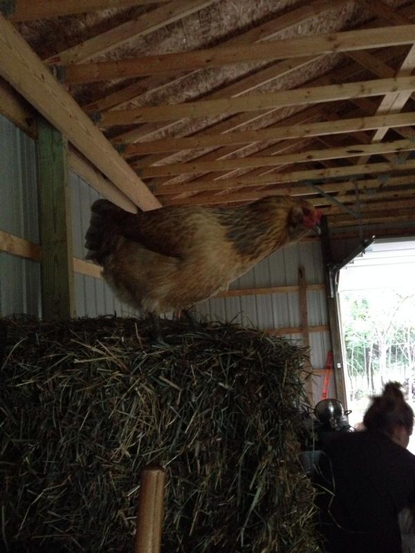 mobilechimp's tweet image. We missed the bus today. Worth it.