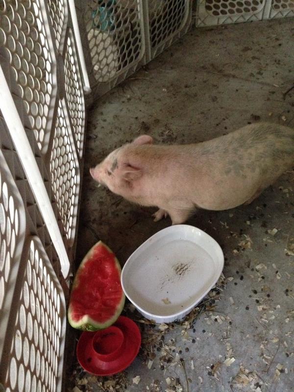 mobilechimp's tweet image. We missed the bus today. Worth it.