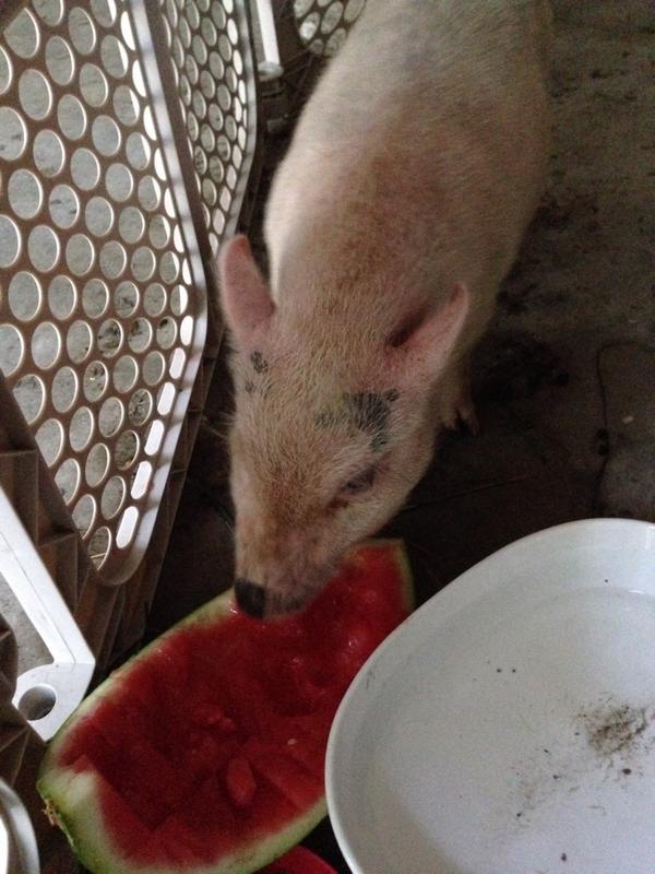 mobilechimp's tweet image. We missed the bus today. Worth it.