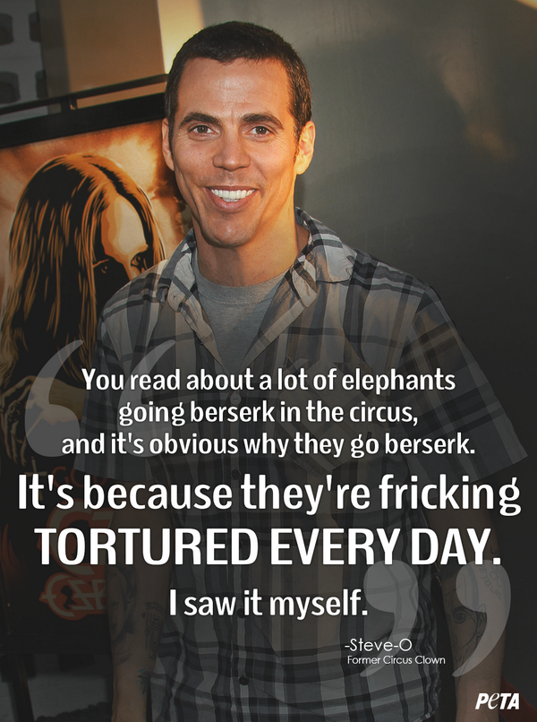 peta's tweet photo. #Jackass star @steveo knows the TRUTH behind circuses.

RT if you do too! #LiveAtRingling #BoycottTheCircus http://t.co/ifckyCw4uk