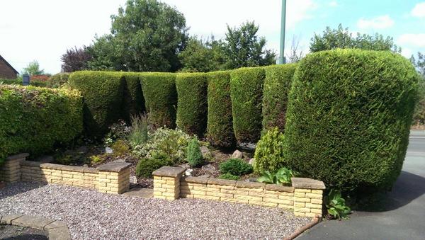 bickleycoppicer's tweet image. Nice little hedge reshape #hedgetrim