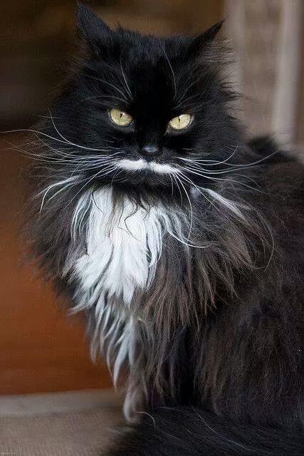 ingehaupt96's tweet photo. This has to be dumbledore's cat http://t.co/46ugvJoCMe