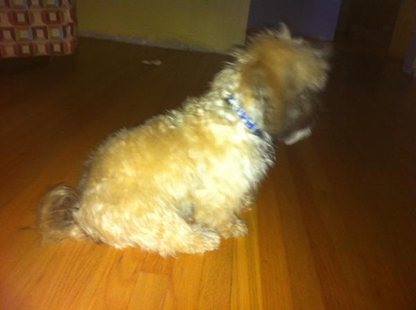 BenKupka's tweet photo. Little Duke got a haircut #missingthepups http://t.co/GQdOIfqvR5