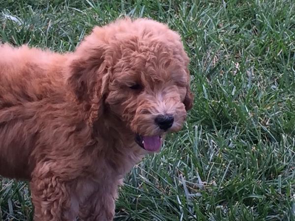 AnneCastleton's tweet image. Our new puppy Sochi